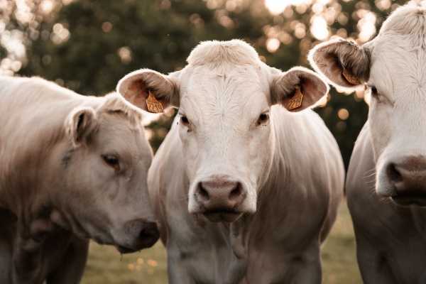 Maladie bovine : une aide financière possible