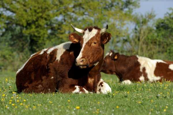 Provision pour hausse de la valeur des stocks de vaches, c’est déjà parti ? 