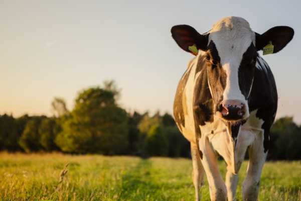 Agriculture : le point sur les mesures d’aide 
