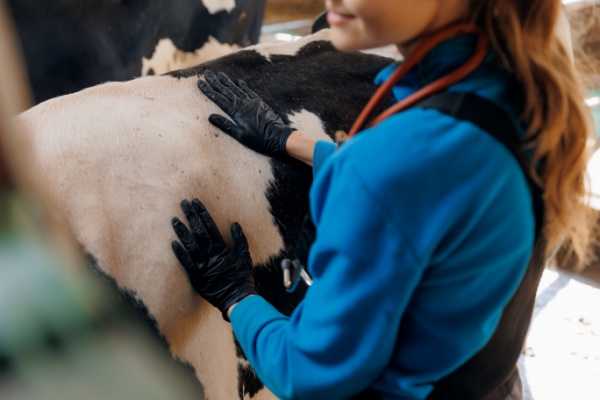 Visites sanitaires obligatoires pour la filière bovine : petite modification de l’expérimentation ! 