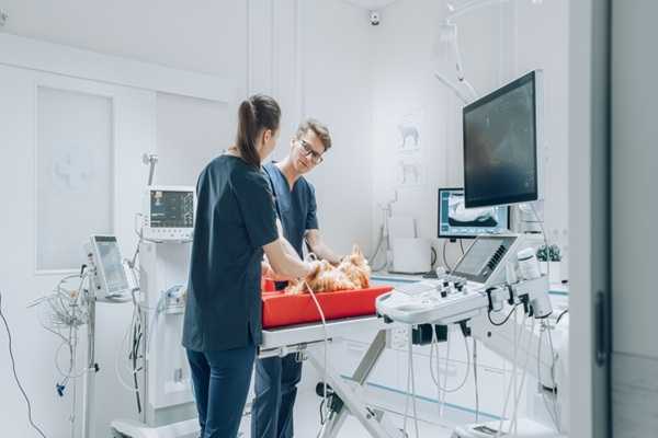 Vétérinaires : une délégation possible pour certains actes