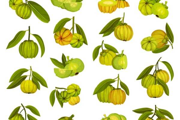 Garcinia cambogia : une interdiction temporaire toujours d’actualité ?  