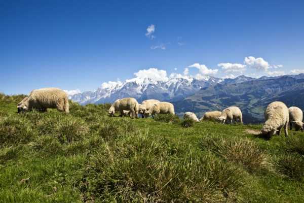 Aides contre la prédation : un calendrier à ne pas manquer